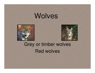 Wolves
Grey or timber wolves
Red wolves
 