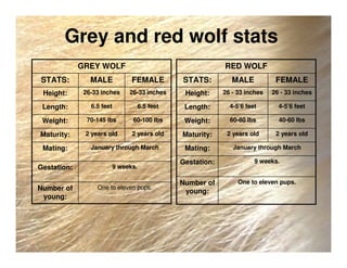Grey and red wolf stats
One to eleven pups.Number of
young:
9 weeks.Gestation:
January through MarchMating:
2 years old2 years oldMaturity:
60-100 lbs70-145 lbsWeight:
6.5 feet6.5 feetLength:
26-33 inches26-33 inchesHeight:
FEMALEMALESTATS:
GREY WOLF
One to eleven pups.Number of
young:
9 weeks.Gestation:
January through MarchMating:
2 years old2 years oldMaturity:
40-60 lbs60-80 lbsWeight:
4-5’6 feet4-5’6 feetLength:
26 - 33 inches26 - 33 inchesHeight:
FEMALEMALESTATS:
RED WOLF
 