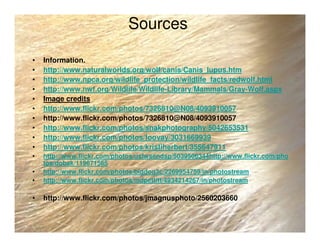 Sources
• Information.
• http://www.naturalworlds.org/wolf/canis/Canis_lupus.htm
• http://www.npca.org/wildlife_protection/wildlife_facts/redwolf.html
• http://www.nwf.org/Wildlife/Wildlife-Library/Mammals/Gray-Wolf.aspx
• Image credits
• http://www.flickr.com/photos/7326810@N08/4093910057
• http://www.flickr.com/photos/7326810@N08/4093910057
• http://www.flickr.com/photos/snakphotography/5042653531
• http://www.flickr.com/photos/foovay/3031669939
• http://www.flickr.com/photos/kristiherbert/355647911
• http://www.flickr.com/photos/usfwsendsp/5039506344http://www.flickr.com/pho
tos/dobak/119671565
• http://www.flickr.com/photos/bigdog3c/2269954759/in/photostream
• http://www.flickr.com/photos/mdpettitt/4934214267/in/photostream
• http://www.flickr.com/photos/jmagnusphoto/2560203660
 