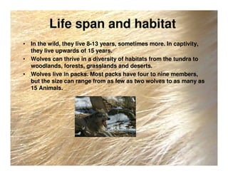 Life span and habitat
• In the wild, they live 8-13 years, sometimes more. In captivity,
they live upwards of 15 years.
• Wolves can thrive in a diversity of habitats from the tundra to
woodlands, forests, grasslands and deserts.
• Wolves live in packs. Most packs have four to nine members,
but the size can range from as few as two wolves to as many as
15 Animals.
 