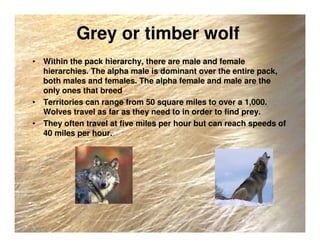 Grey or timber wolf
• Within the pack hierarchy, there are male and female
hierarchies. The alpha male is dominant over the entire pack,
both males and females. The alpha female and male are the
only ones that breed
• Territories can range from 50 square miles to over a 1,000.
Wolves travel as far as they need to in order to find prey.
• They often travel at five miles per hour but can reach speeds of
40 miles per hour.
 