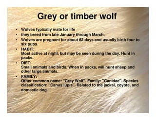 Grey or timber wolf
• Wolves typically mate for life
• they breed from late January through March.
• Wolves are pregnant for about 63 days and usually birth four to
six pups.
• HABIT:
Most active at night, but may be seen during the day. Hunt in
packs.
• DIET:
Small animals and birds. When in packs, will hunt sheep and
other large animals.
• FAMILY:
Other common name: "Gray Wolf". Family: "Canidae". Species
classification: "Canus lupis". Related to the jackal, coyote, and
domestic dog.
 