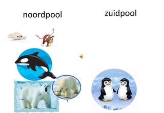 De noord en zuidpool | PPTX