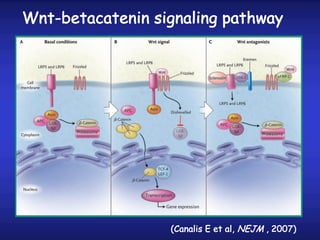 Wnt-betacatenin signaling pathway
(Canalis E et al, NEJM , 2007)
 
