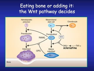 Eating bone or adding it:
the Wnt pathway decides
sclerostina
 