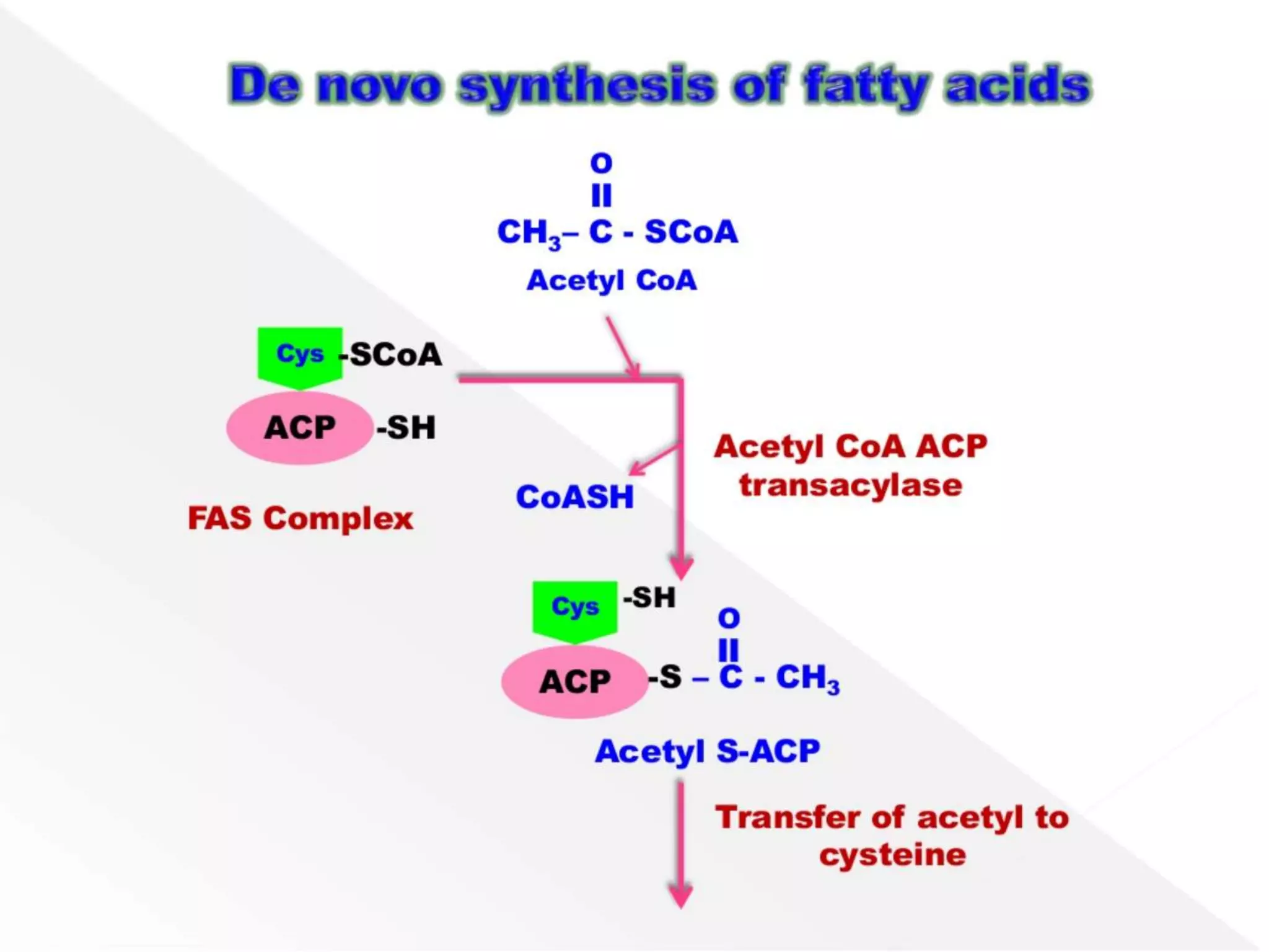 De novo fatty acid synthesis (Palmitic acid) | PPTX