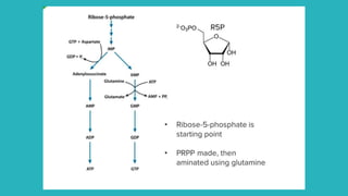 de novo pathway for purine  biosynthesis.pptx