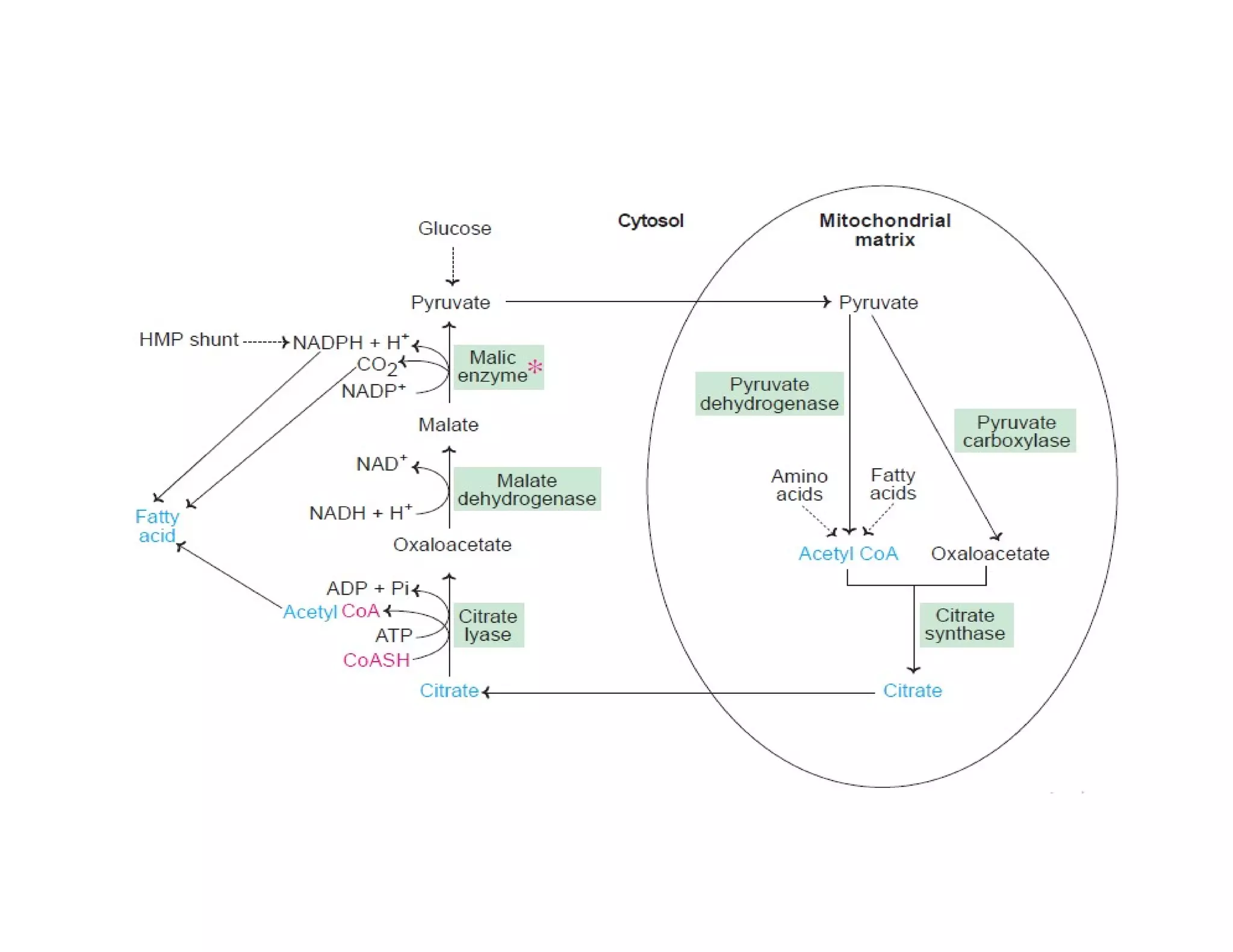 De Novo Synthesis of fatty acids | Biosynthesis Of Fatty Acids | | PDF