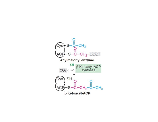 De Novo Synthesis of fatty acids | Biosynthesis Of Fatty Acids | | PDF