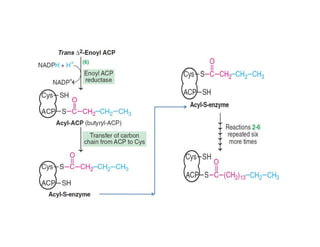 De Novo Synthesis of fatty acids | Biosynthesis Of Fatty Acids | | PDF