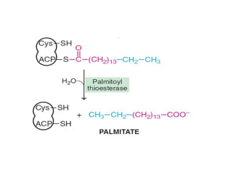 De Novo Synthesis of fatty acids | Biosynthesis Of Fatty Acids | | PDF