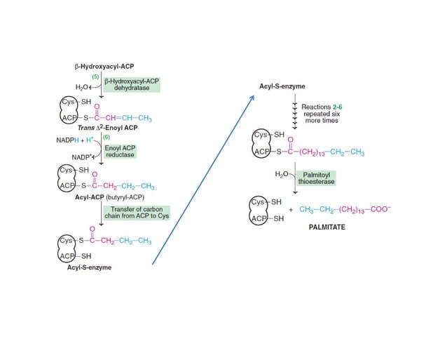 De Novo Synthesis of fatty acids | Biosynthesis Of Fatty Acids | | PDF