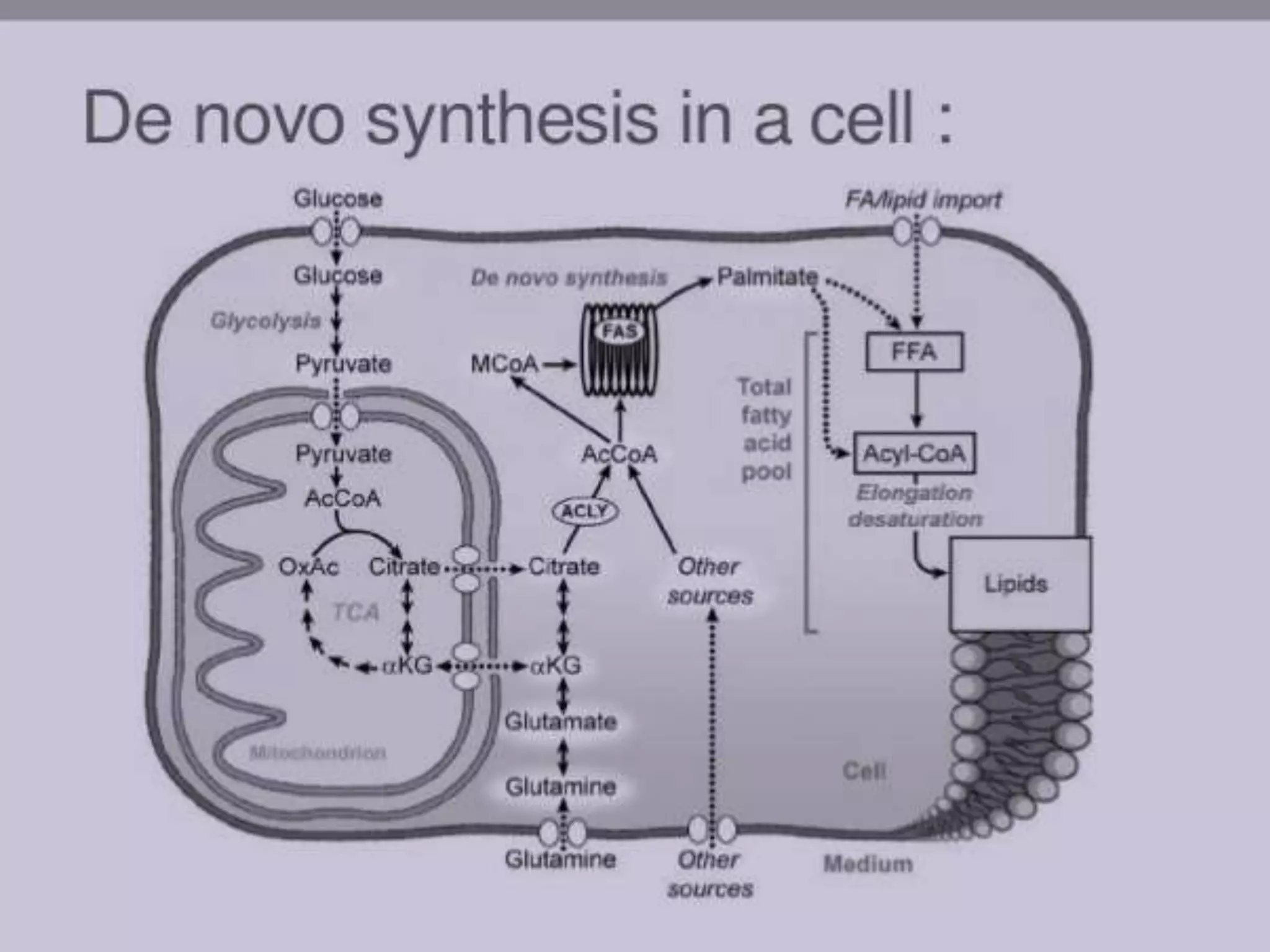 De novo synthesis of fatty acid | PPTX