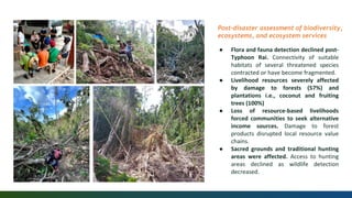 ● Flora and fauna detection declined post-
Typhoon Rai. Connectivity of suitable
habitats of several threatened species
contracted or have become fragmented.
● Livelihood resources severely affected
by damage to forests (57%) and
plantations i.e., coconut and fruiting
trees (100%)
● Loss of resource-based livelihoods
forced communities to seek alternative
income sources. Damage to forest
products disrupted local resource value
chains.
● Sacred grounds and traditional hunting
areas were affected. Access to hunting
areas declined as wildlife detection
decreased.
Post-disaster assessment of biodiversity,
ecosystems, and ecosystem services
 