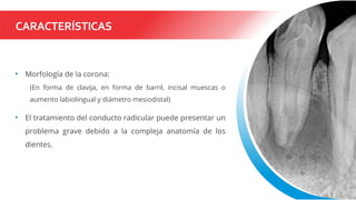 CARACTERÍSTICAS
• Morfología de la corona:
(En forma de clavija, en forma de barril, incisal muescas o
aumento labiolingual y diámetro mesiodistal)
• El tratamiento del conducto radicular puede presentar un
problema grave debido a la compleja anatomía de los
dientes.
 