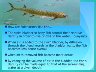  How are Submarines like fish….
 The swim bladder in bony fish control their relative
density in order to rise or dive in the water….buoyancy
 When air is added to the swim bladder, by diffusion
through the blood vessels in the bladder walls, the fish
becomes less dense overall
 when air is removed fish become more dense
 By changing the volume of air in the bladder, the fish’s
density can be made equal to that of the surrounding
water at a given depth.
 