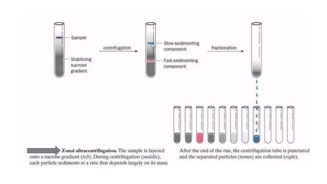 Density Gradient Centrifugation