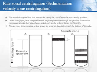  The sample is applied in a thin zone at the top of the centrifuge tube on a density gradient.
 Under centrifugal force, the particles will begin regimenting through the gradient in separate
zones according to their size, shape, and density or the sedimentation coefficient(s)
 The run must be terminated before any of the separated particles reach the bottom of the tube.
Rate zonal centrifugation (Sedimentation
velocity zone centrifugation)
 