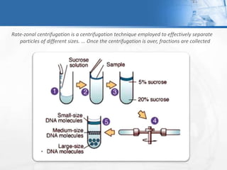 Rate-zonal centrifugation is a centrifugation technique employed to effectively separate
particles of different sizes. ... Once the centrifugation is over, fractions are collected
 
