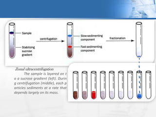 Zonal ultracentrifugation
The sample is layered on t
o a sucrose gradient (left). Durin
g centrifugation (middle), each p
articles sediments at a rate that
depends largely on its mass.
 