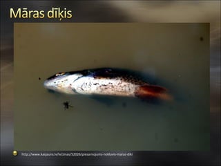 http://www.kasjauns.lv/lv/zinas/52026/piesarnojums-nokluvis-maras-diki
 