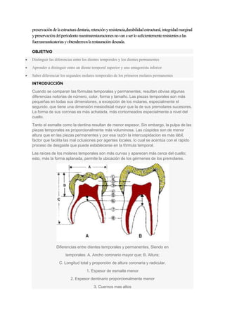 preservacióndelaestructuradentaria,retenciónyresistencia,durabilidadestructural,integridadmarginal
ypreservacióndelperiodontonuestrasrestauracionesnovanaserlosuficientementeresistentesalas
fuerzasmasticatoriasyobtendremoslarestauracióndeseada.
OBJETIVO
Distinguir las diferencias entre los dientes temporales y los dientes permanentes
Aprender a distinguir entre un diente temporal superior y uno antagonista inferior
Saber diferenciar los segundos molares temporales de los primeros molares permanentes
INTRODUCCIÓN
Cuando se comparan las fórmulas temporales y permanentes, resultan obvias algunas
diferencias notorias de número, color, forma y tamaño. Las piezas temporales son más
pequeñas en todas sus dimensiones, a excepción de los molares, especialmente el
segundo, que tiene una dimensión mesiodistal mayor que la de sus premolares sucesores.
La forma de sus coronas es más achatada, más contorneados especialmente a nivel del
cuello.
Tanto el esmalte como la dentina resultan de menor espesor. Sin embargo, la pulpa de las
piezas temporales es proporcionalmente más voluminosa. Las cúspides son de menor
altura que en las piezas permanentes y por esa razón la intercuspidacion es más lábil,
factor que facilita las mal oclusiones por agentes locales, lo cual se acentúa con el rápido
proceso de desgaste que puede establecerse en la fórmula temporal.
Las raíces de los molares temporales son más curvas y aparecen más cerca del cuello;
esto, más la forma aplanada, permite la ubicación de los gérmenes de los premolares.
Diferencias entre dientes temporales y permanentes, Siendo en
temporales: A. Ancho coronario mayor que; B. Altura;
C. Longitud total y proporción de altura coronaria y radicular.
1. Espesor de esmalte menor
2. Espesor dentinario proporcionalmente menor
3. Cuernos mas altos
 