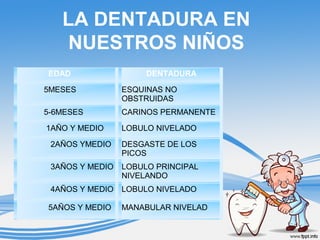 LA DENTADURA EN 
NUESTROS NIÑOS 
EDAD DENTADURA 
5MESES ESQUINAS NO 
OBSTRUIDAS 
5-6MESES CARINOS PERMANENTE 
1AÑO Y MEDIO LOBULO NIVELADO 
2AÑOS YMEDIO DESGASTE DE LOS 
PICOS 
3AÑOS Y MEDIO LOBULO PRINCIPAL 
NIVELANDO 
4AÑOS Y MEDIO LOBULO NIVELADO 
5AÑOS Y MEDIO MANABULAR NIVELAD 
 