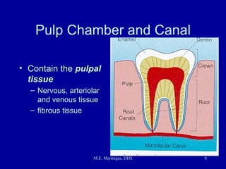 Dental Anatomy | PPT