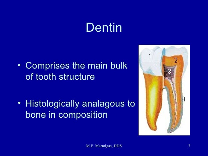 Dental Anatomy