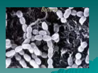 Bacteria 