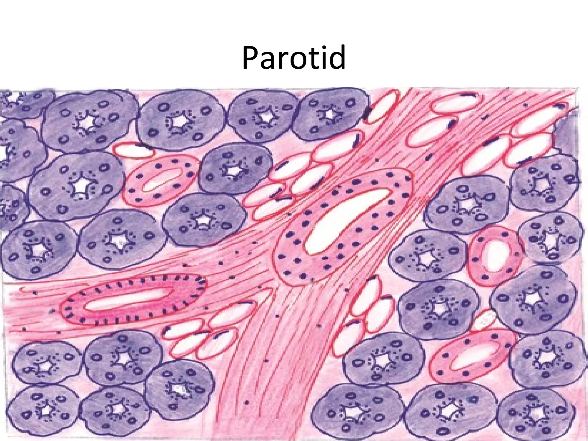 Parotid