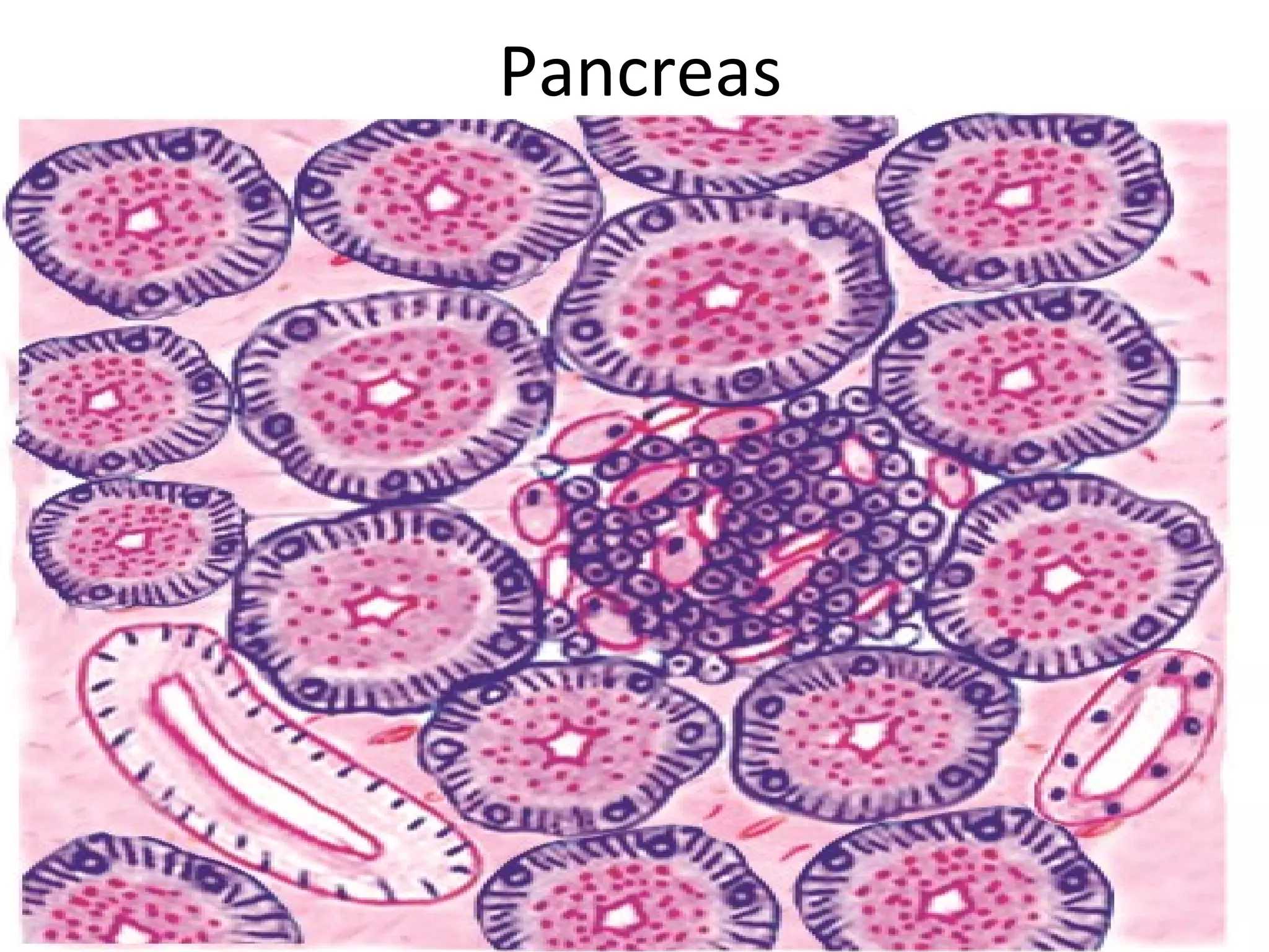 Pancreas