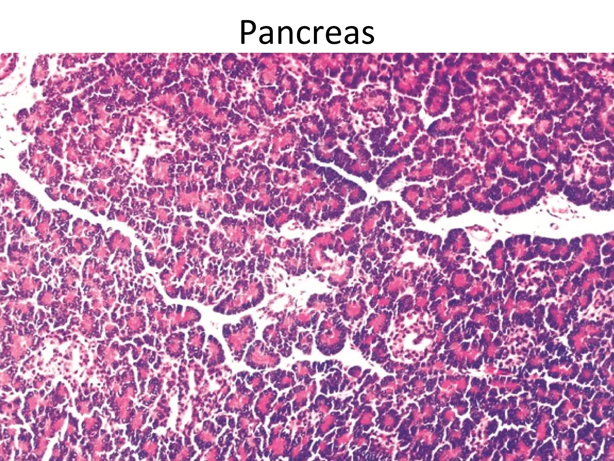 Pancreas
