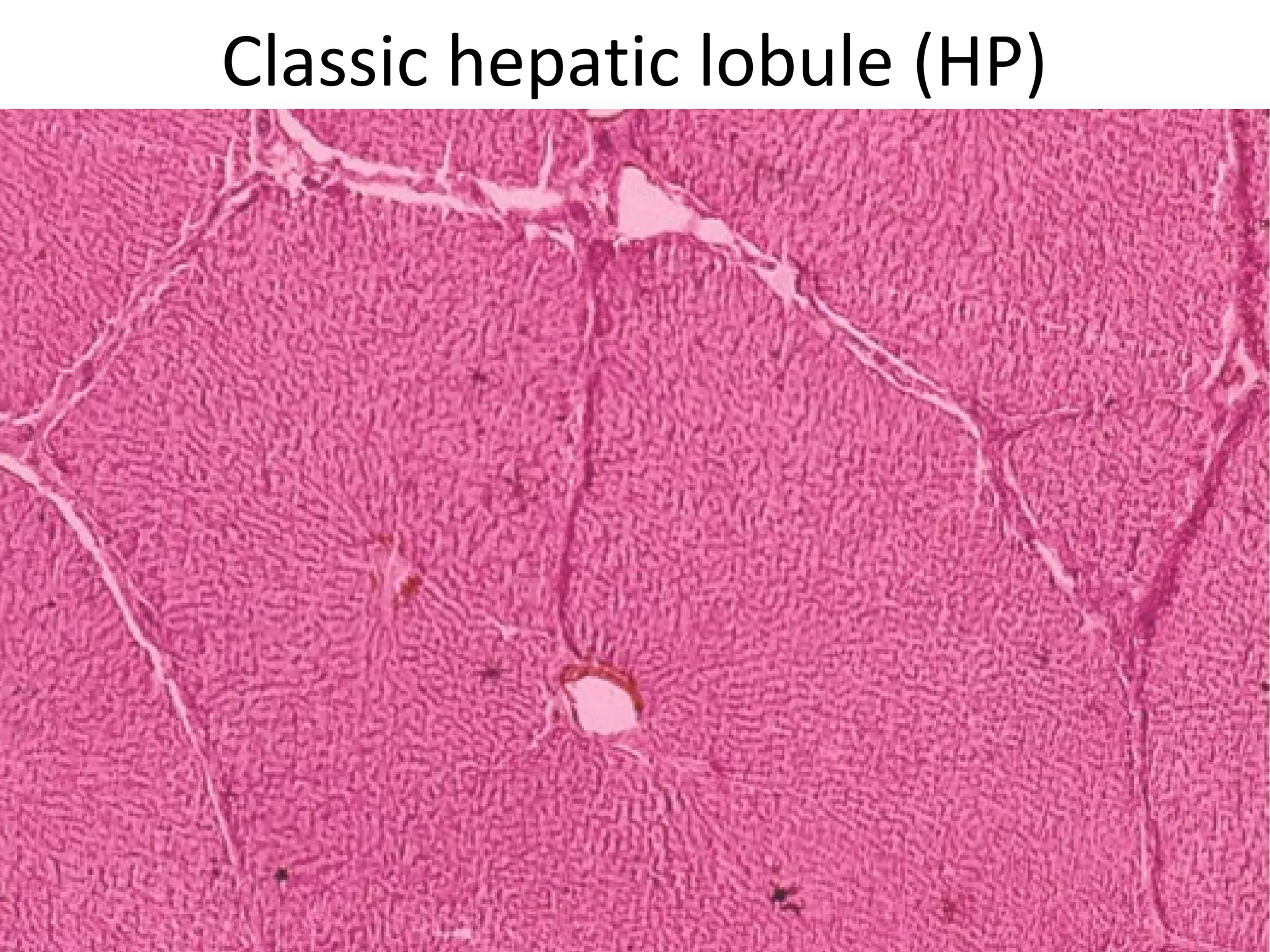 Classic hepatic lobule (HP)