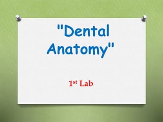 "Dental
Anatomy"
1st Lab
 