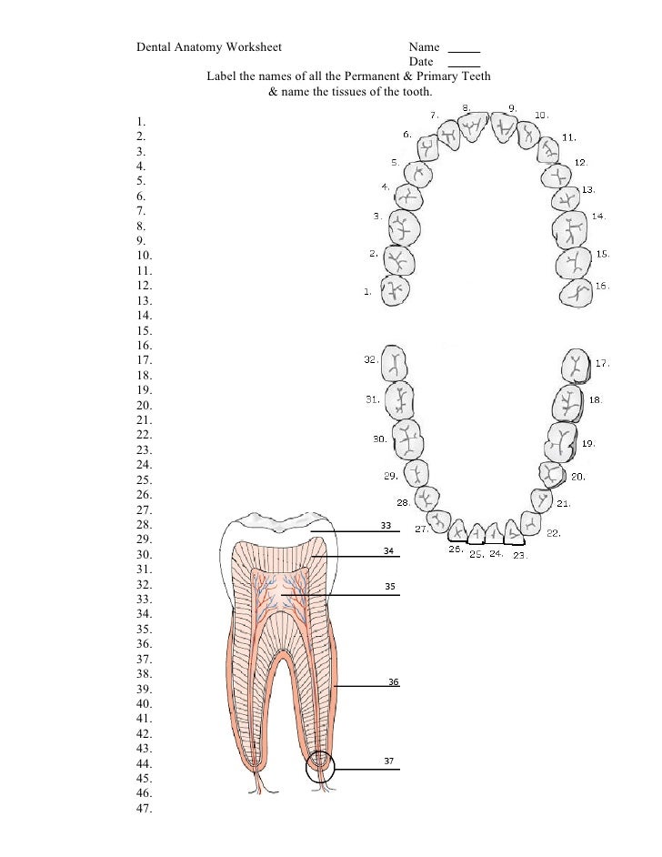 dental anatomy dental anatomy