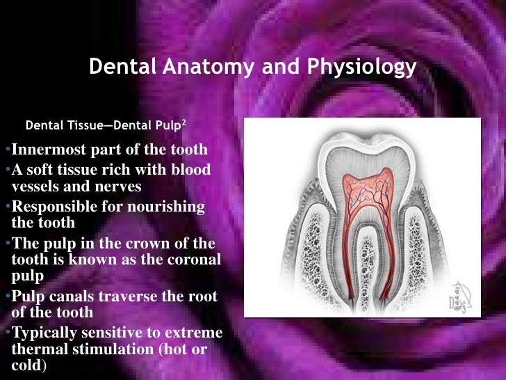 Dental anatomy