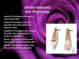 Dental Anatomy
                      and Physiology
•Apical: Pertaining to the apex or
 root of the tooth                             Apical            Apical
•Labial: Pertaining to the lip;
 describes the front surface of
 anterior teeth
                                                        Mesial
•Lingual: Pertaining to the tongue;                                       Distal
 describes the back (interior)        Labial
 surface of all teeth
•Distal: The surface of the tooth
                                                  Lingual
 that is away from the median line
•Mesial: The surface of the tooth
 that is toward the median line
 