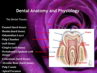 Dental Anatomy and Physiology
     The Dental Tissues:
                                              Enamel
                                                         Dentin
•Enamel (hard tissue)
•Dentin (hard tissue)           Odontoblast Layer                   Gingiva

•Odontoblast Layer
•Pulp Chamber              Periodontal Ligament

•(soft tissue)                                                    Pulp
                                                                  Chamber
•Gingiva (soft tissue)                Cementum

•Periodontal Ligament (soft Alveolar Bone
 tissue)                                Apical Foramen
•Cementum (hard tissue)
•Alveolar Bone (hard tissue)                             Pulp Canals

•Pulp Canals
•Apical Foramen
 