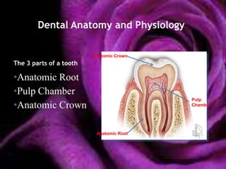 Dental Anatomy and Physiology

                          Anatomic Crown
The 3 parts of a tooth:

•Anatomic Root
•Pulp Chamber
                                           Pulp
•Anatomic Crown                            Chamber




                           Anatomic Root
 