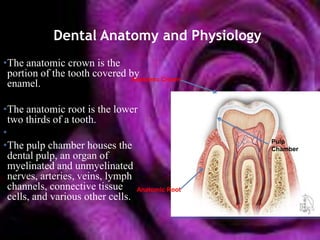 Dental Anatomy and Physiology
•The anatomic crown is the
 portion of the tooth covered by
                              Anatomic Crown
 enamel.

•The anatomic root is the lower
  two thirds of a tooth.
•
•The pulp chamber houses the                   Pulp
                                               Chamber
  dental pulp, an organ of
  myelinated and unmyelinated
  nerves, arteries, veins, lymph
  channels, connective tissue Anatomic Root
  cells, and various other cells.
 