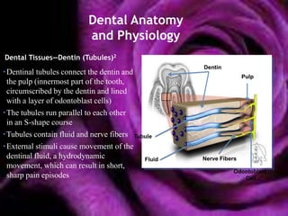 Dental Anatomy
                          and Physiology
Dental Tissues—Dentin (Tubules)2
                                                   Dentin
•Dentinal tubules connect the dentin and
                                                                  Pulp
 the pulp (innermost part of the tooth,
 circumscribed by the dentin and lined
 with a layer of odontoblast cells)
•The tubules run parallel to each other
 in an S-shape course
•Tubules contain fluid and nerve fibers Tubule
•External stimuli cause movement of the
 dentinal fluid, a hydrodynamic            Fluid   Nerve Fibers
 movement, which can result in short,
                                                             Odontoblast
 sharp pain episodes                                            Cell
 