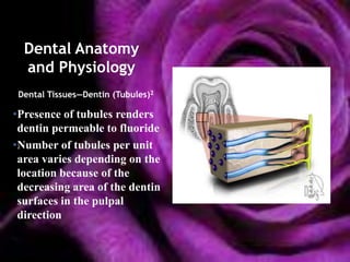 Dental Anatomy
  and Physiology
 Dental Tissues—Dentin (Tubules)2

•Presence of tubules renders
 dentin permeable to fluoride
•Number of tubules per unit
 area varies depending on the
 location because of the
 decreasing area of the dentin
 surfaces in the pulpal
 direction
 