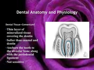 Dental Anatomy and Physiology

Dental Tissue—Cementum2

•Thin layer of
 mineralized tissue
 covering the dentin
•Softer than enamel and
 dentin
•Anchors the tooth to
 the alveolar bone along
 with the periodontal
 ligament
•Not sensitive
 