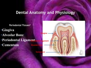 Dental Anatomy and Physiology


      Periodontal Tissues6

•Gingiva
                              Gingiva
•Alveolar Bone
•Periodontal Ligament
                  Periodontal Ligament

•Cementum         Alveolar bone


                             Cementum
 