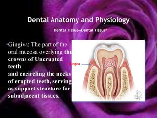 Dental Anatomy and Physiology
                     Dental Tissue—Dental Tissue6


•Gingiva: The part of the
 oral mucosa overlying the
 crowns of Unerupted
                          Gingiva
 teeth
 and encircling the necks
 of erupted teeth, serving
 as support structure for
 subadjacent tissues.
 