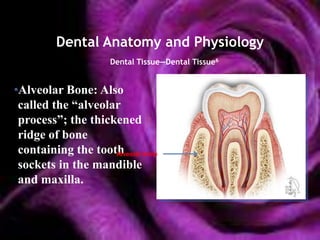 Dental Anatomy and Physiology
                  Dental Tissue—Dental Tissue6


•Alveolar Bone: Also
 called the ―alveolar
 process‖; the thickened
 ridge of bone
 containing the tooth bone
                    Alveolar
 sockets in the mandible
 and maxilla.
 
