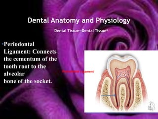 Dental Anatomy and Physiology
                   Dental Tissue—Dental Tissue6


•Periodontal
 Ligament: Connects
 the cementum of the
 tooth root to the
                       Periodontal Ligament
 alveolar
 bone of the socket.
 