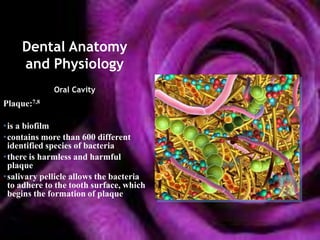 Dental Anatomy
     and Physiology
             Oral Cavity
Plaque:7,8

•is a biofilm
•contains more than 600 different
 identified species of bacteria
•there is harmless and harmful
 plaque
•salivary pellicle allows the bacteria
 to adhere to the tooth surface, which
 begins the formation of plaque
 