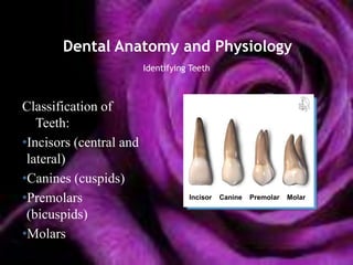 Dental Anatomy and Physiology
                         Identifying Teeth



Classification of
   Teeth:
•Incisors (central and
 lateral)
•Canines (cuspids)
•Premolars                          Incisor   Canine   Premolar   Molar

 (bicuspids)
•Molars
 